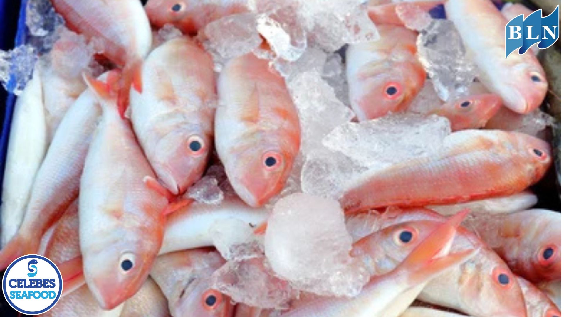 Threadfin is an export commodity that improves the economy of coastal fishermen